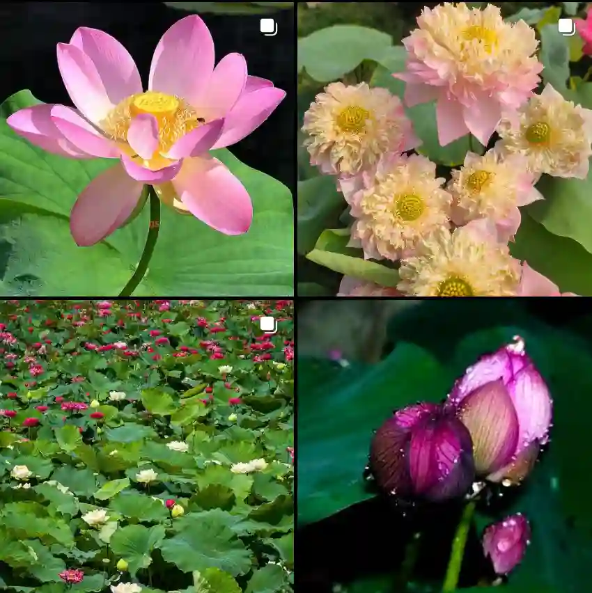 Nelumbo