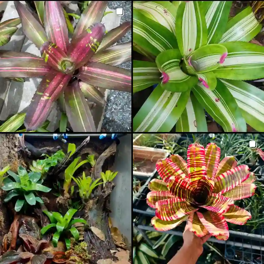 Neoregelia