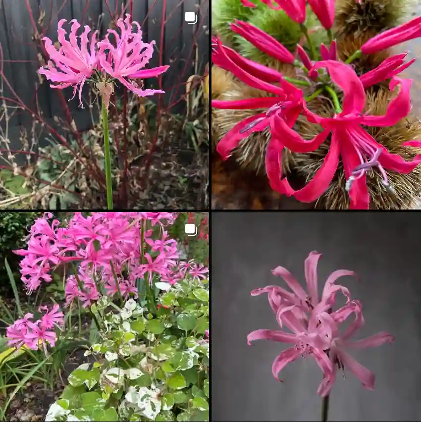 Nerine