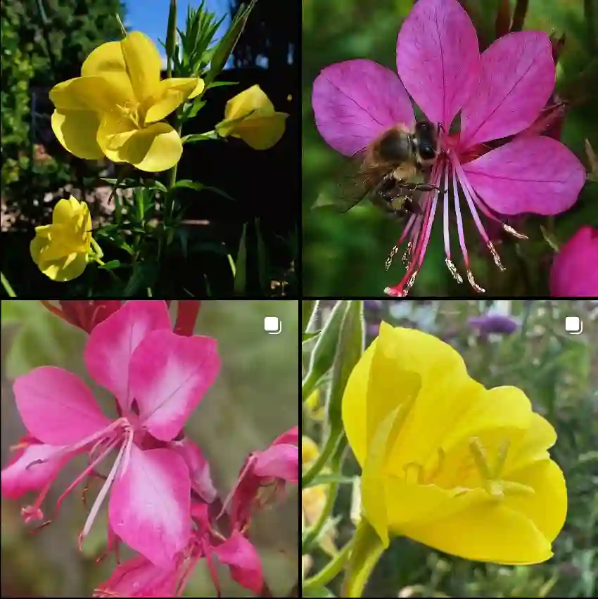 Oenothera