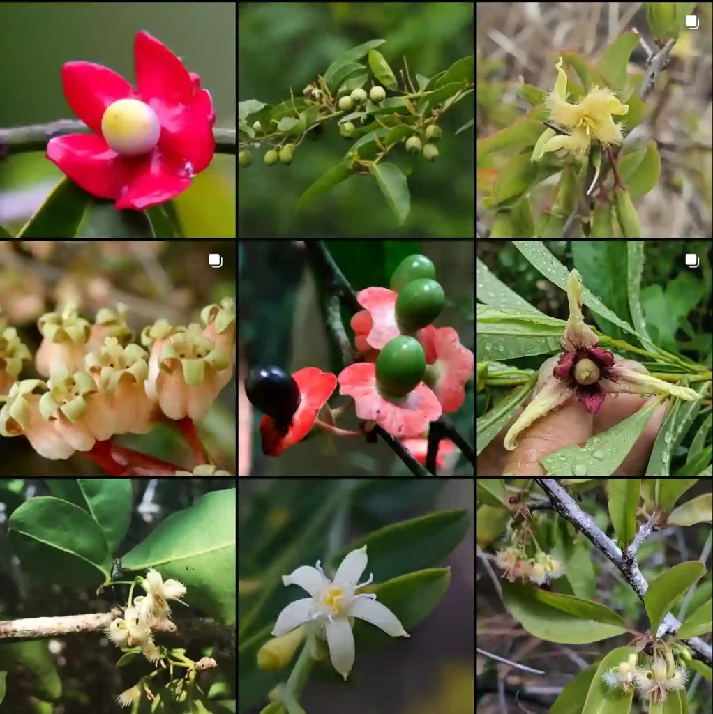 Olacaceae