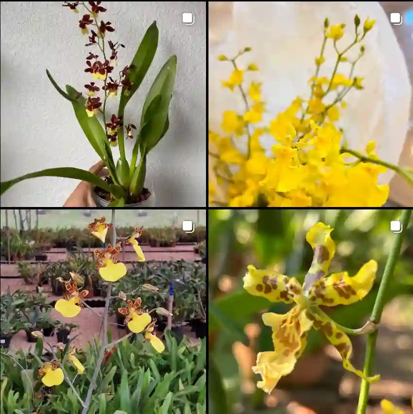 Oncidium