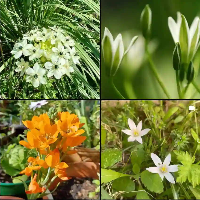 Ornithogalum