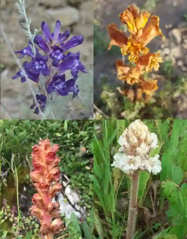 Orobanche