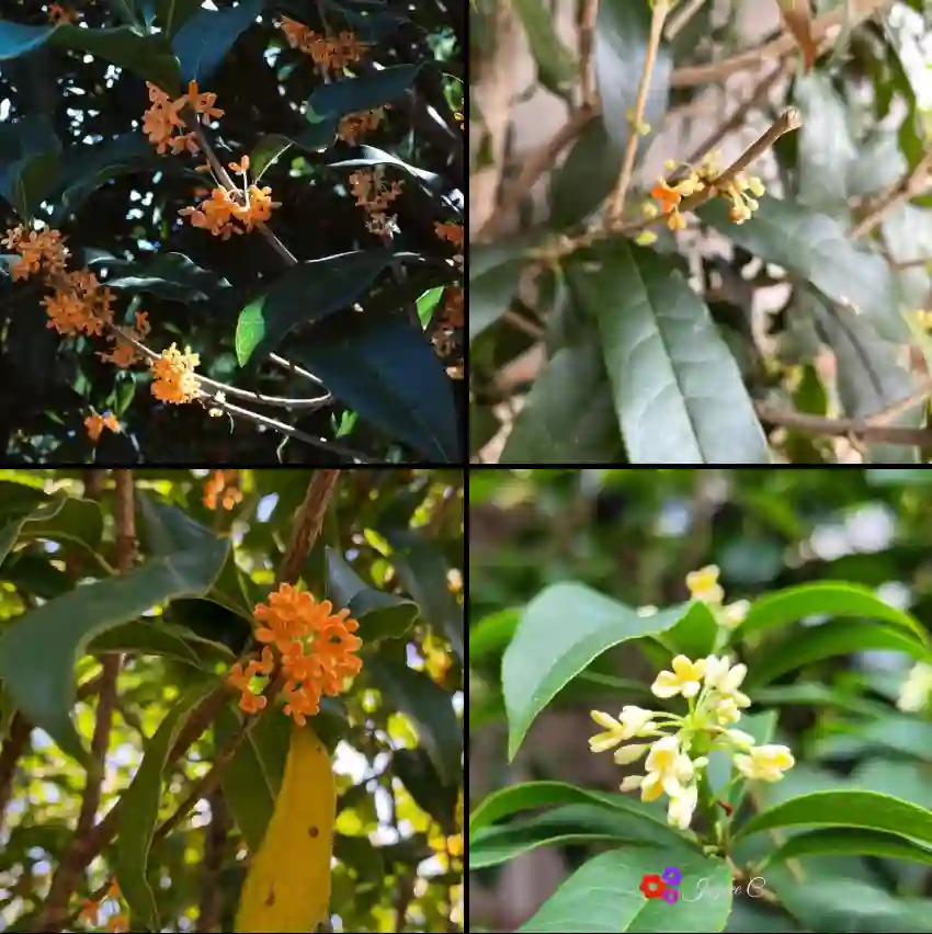 Osmanthus