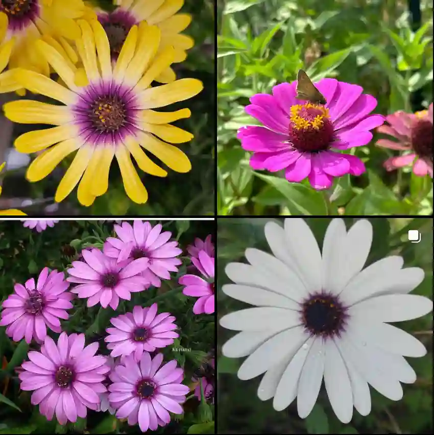 Osteospermum