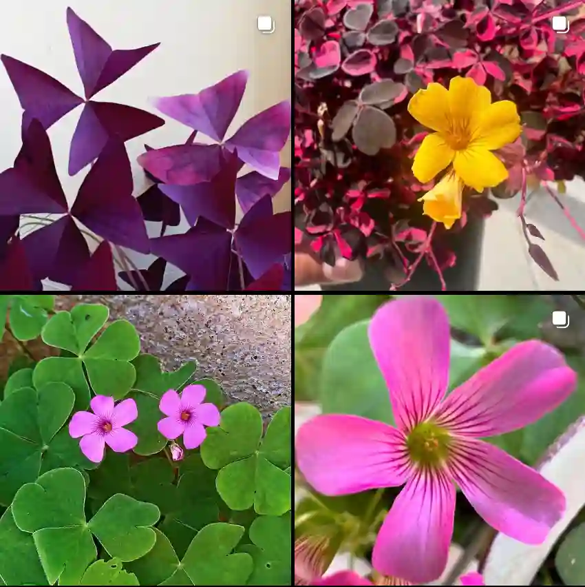 Oxalis