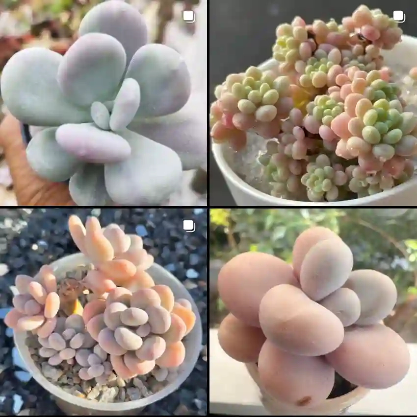 Pachyphytum