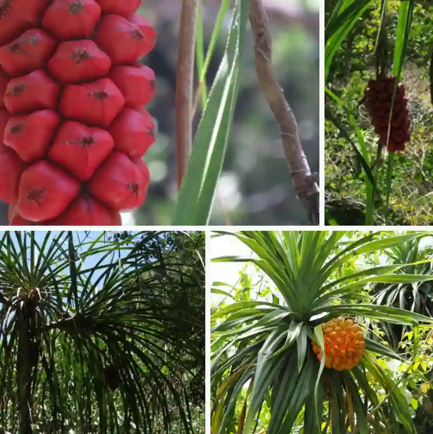 Pandanus