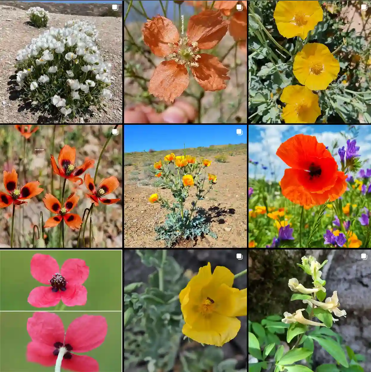 Plant Family: 46 Genera in Papaveraceae