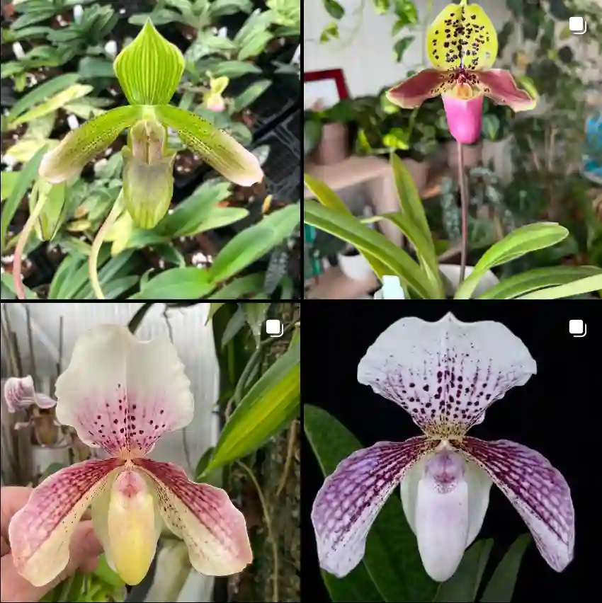 Paphiopedilum