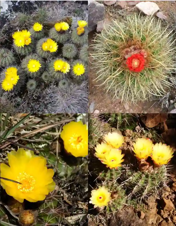 Parodia