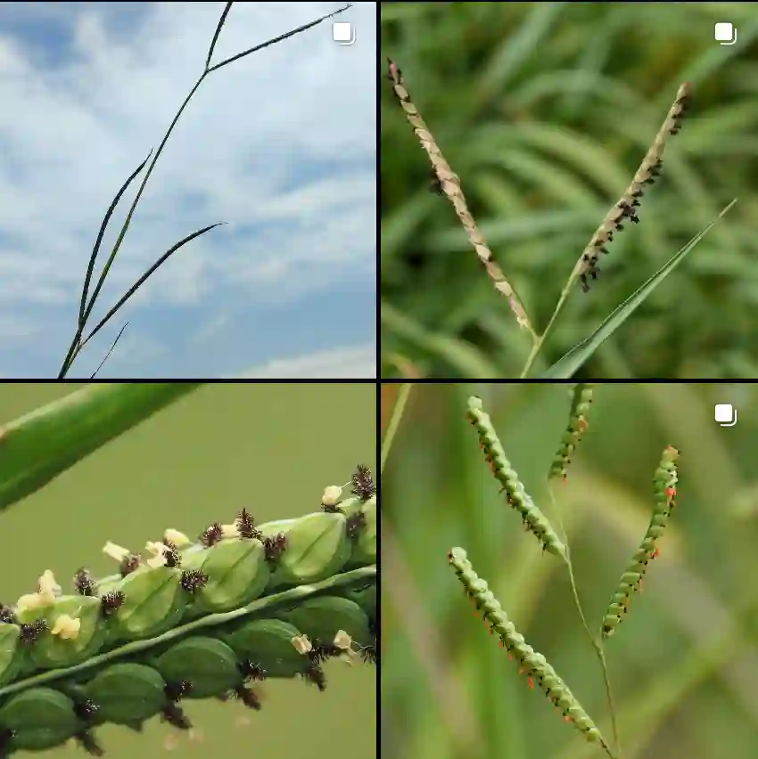 Paspalum