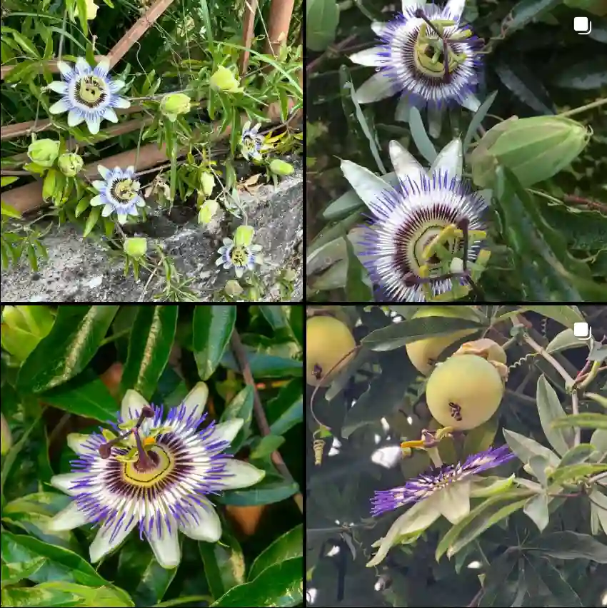 Passiflora