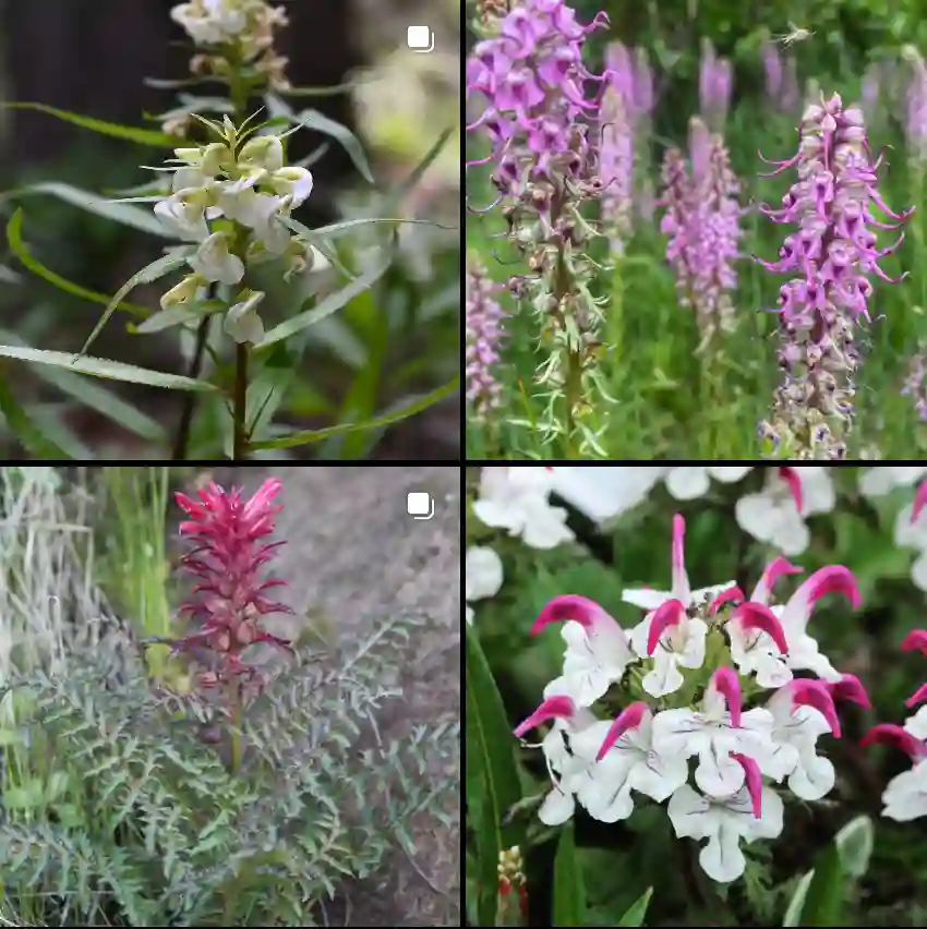 Pedicularis