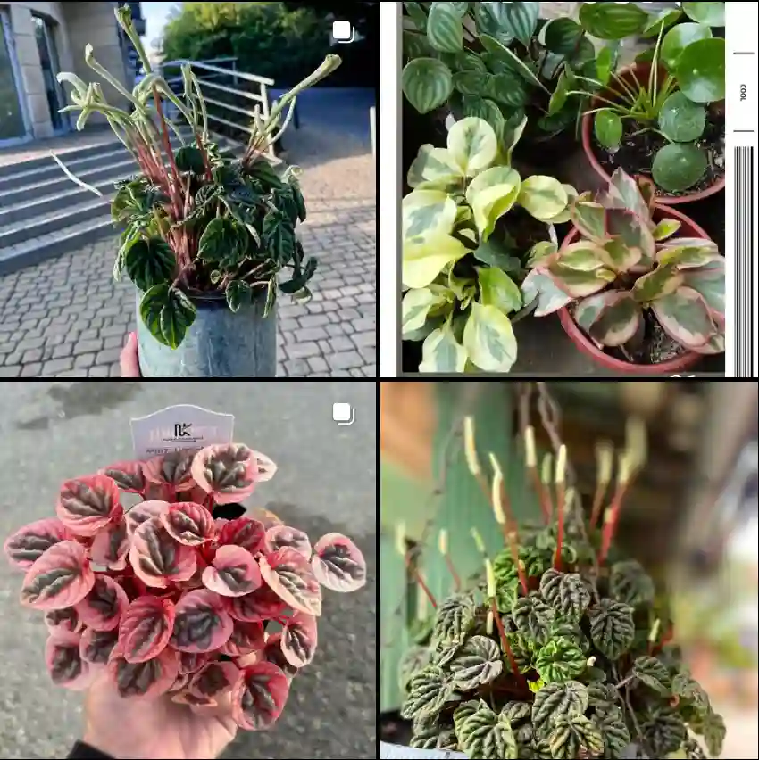 Peperomia