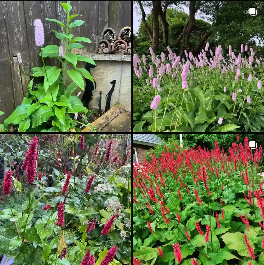 Persicaria