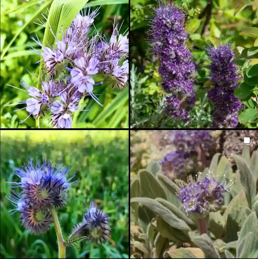 Phacelia