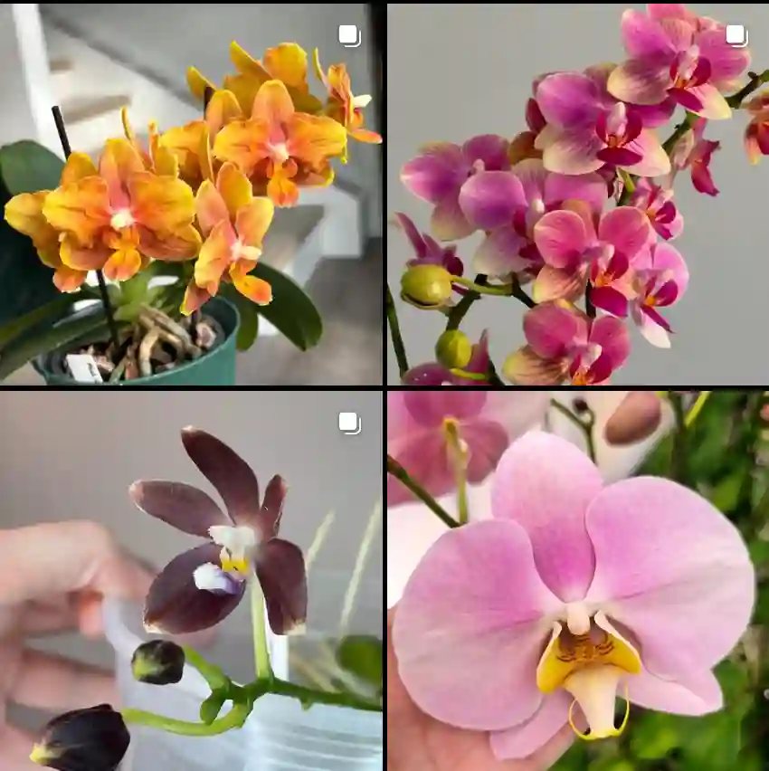 Phalaenopsis