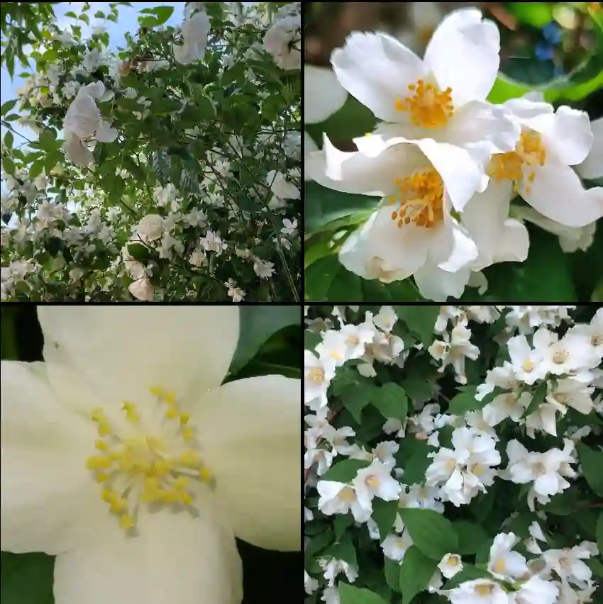 Philadelphus