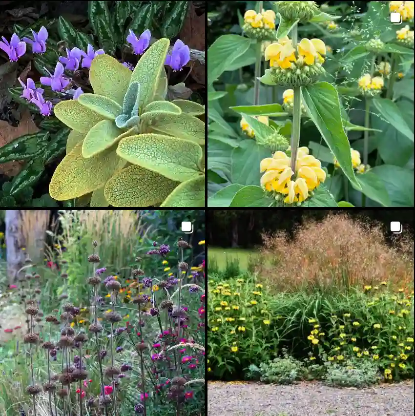 Phlomis