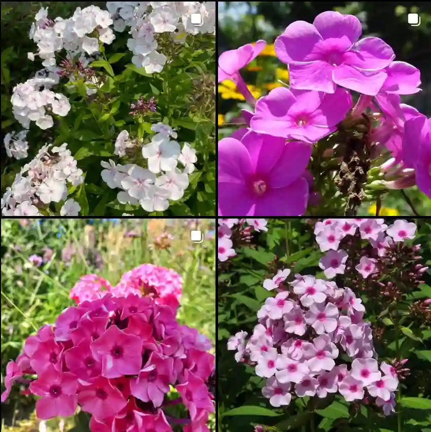 Phlox