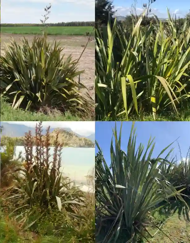 Phormium