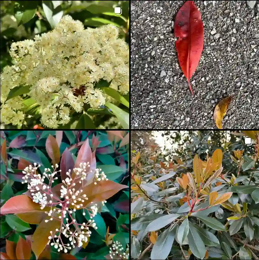 Photinia