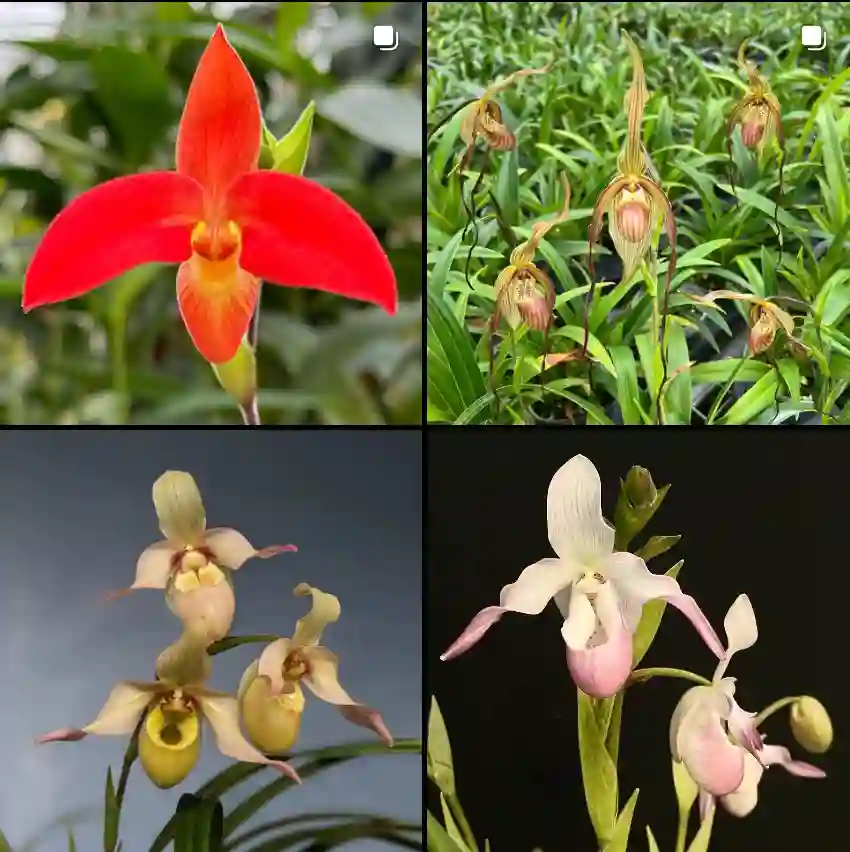 Phragmipedium