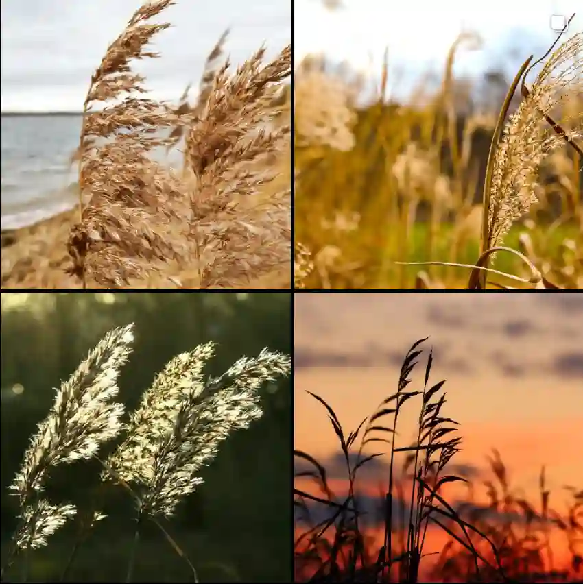 Phragmites