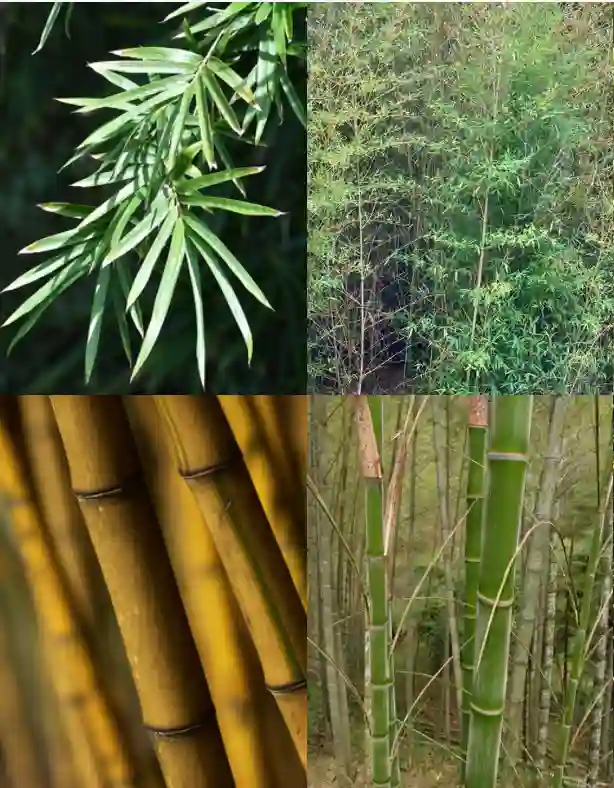 Phyllostachys