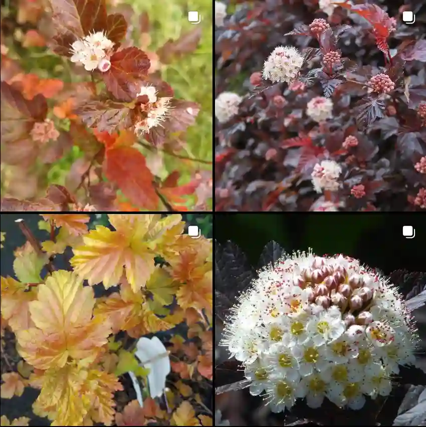 Physocarpus