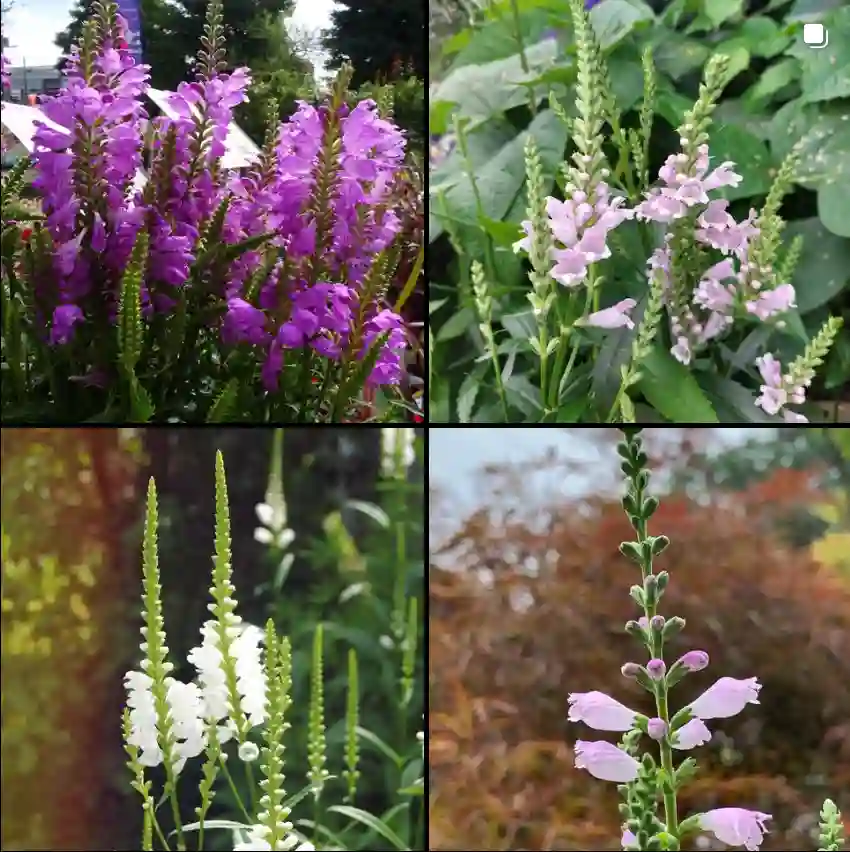 12 Species in Genus Physostegia