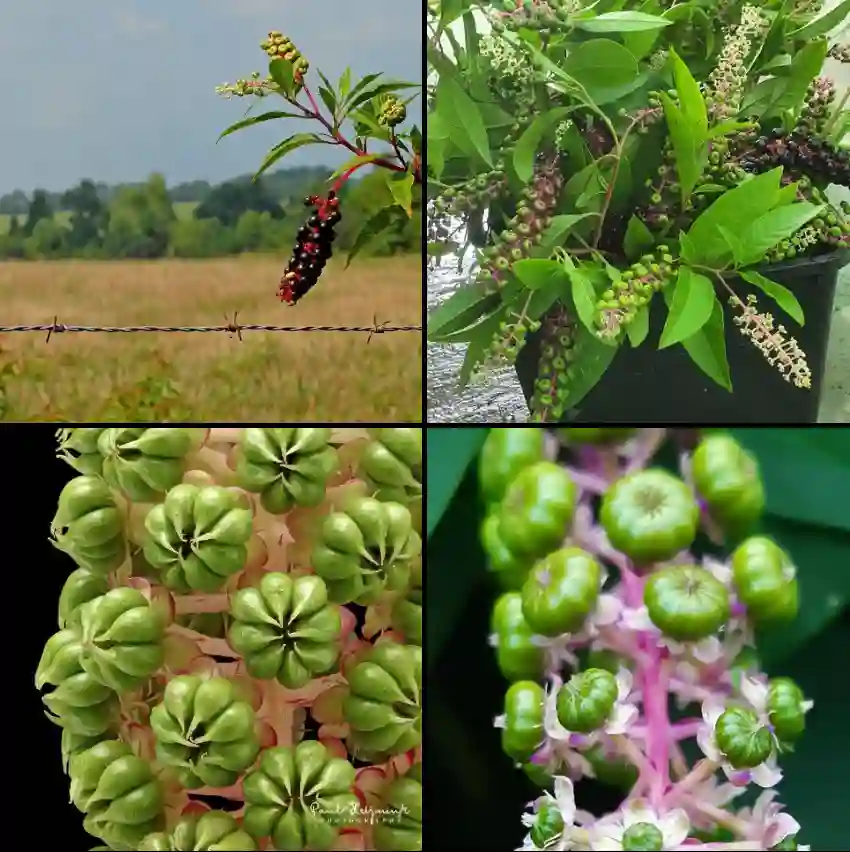 Phytolacca