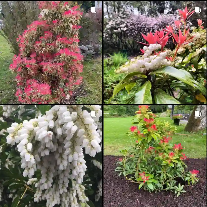 Pieris