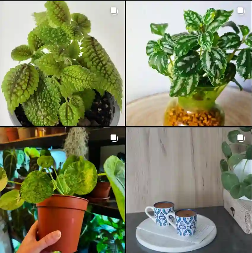 Pilea