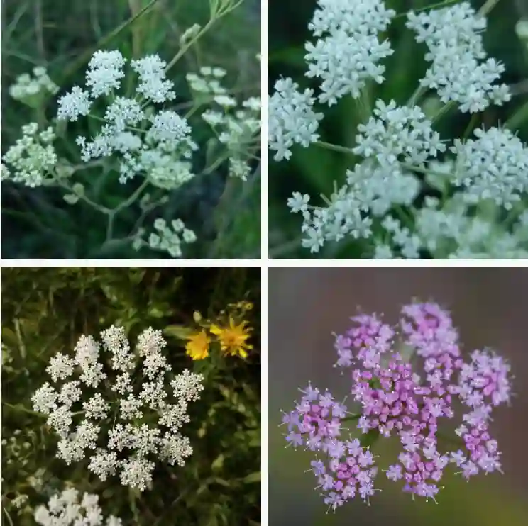 Pimpinella