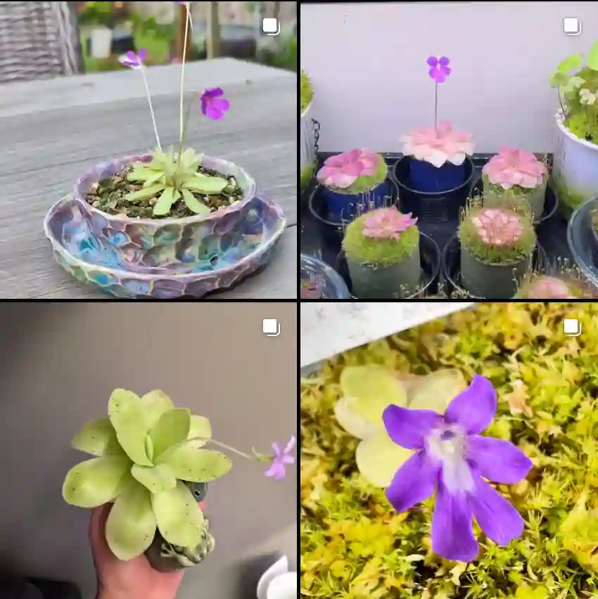 Pinguicula