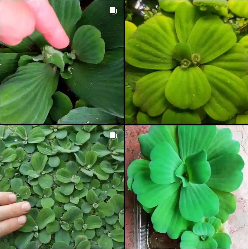 Pistia