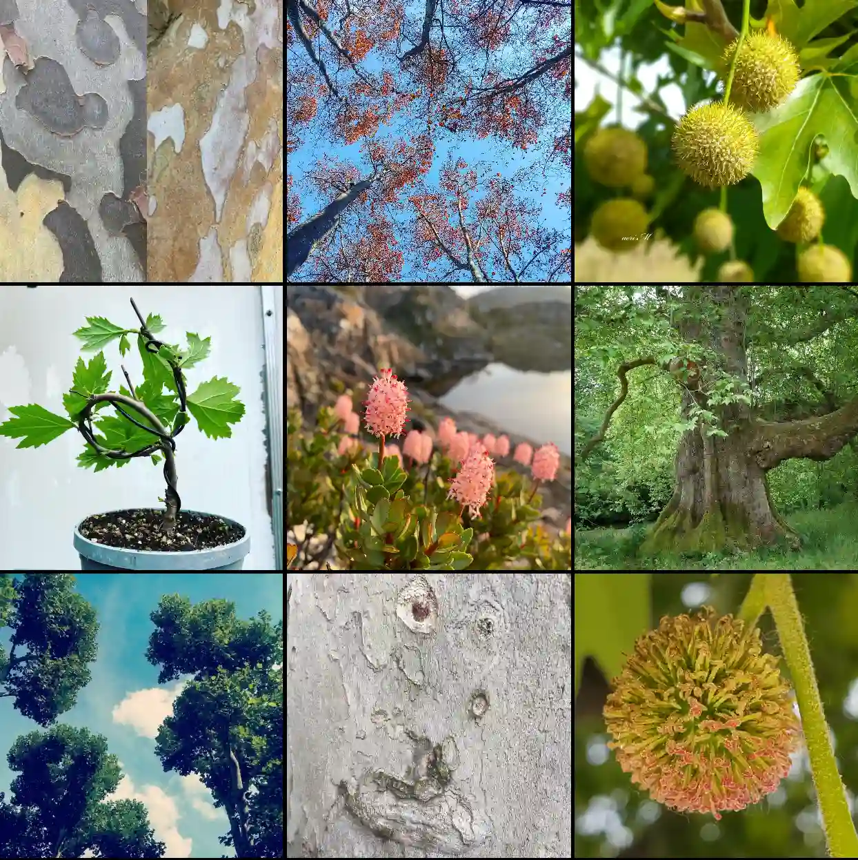 Plant Family Platanaceae 12 Species in Genus Platanus