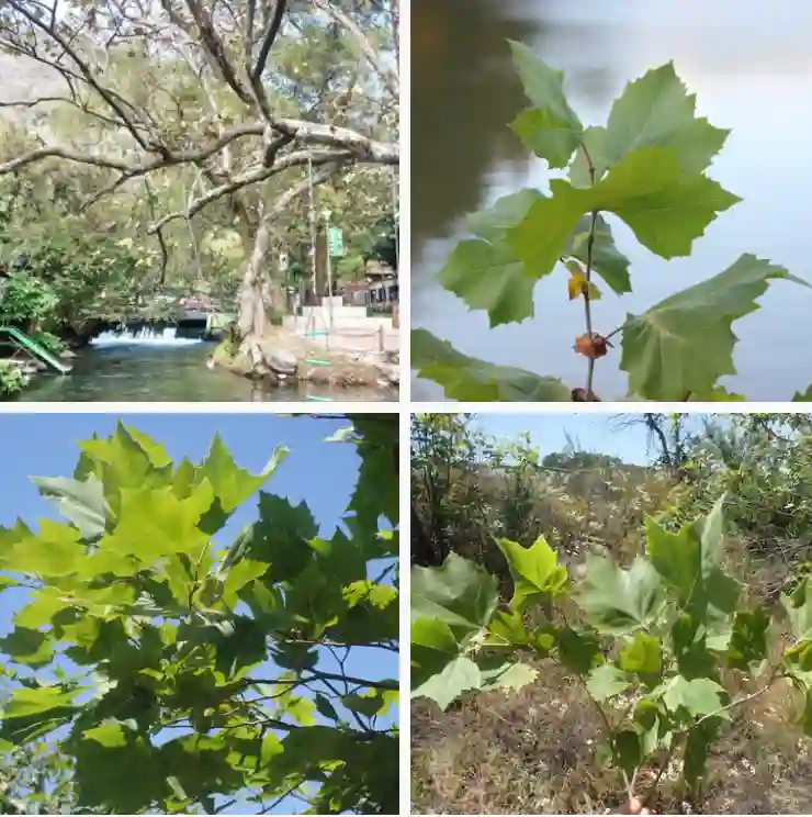 Platanus