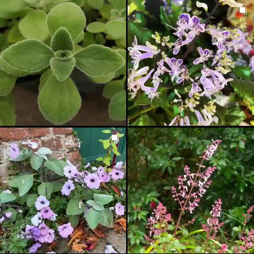 Plectranthus