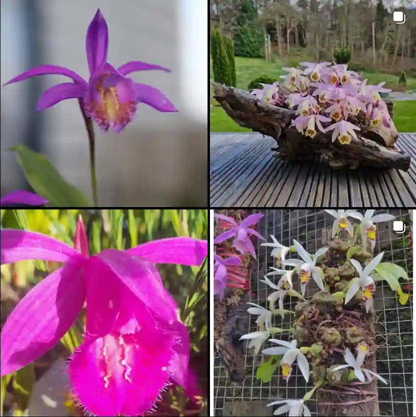 Pleione