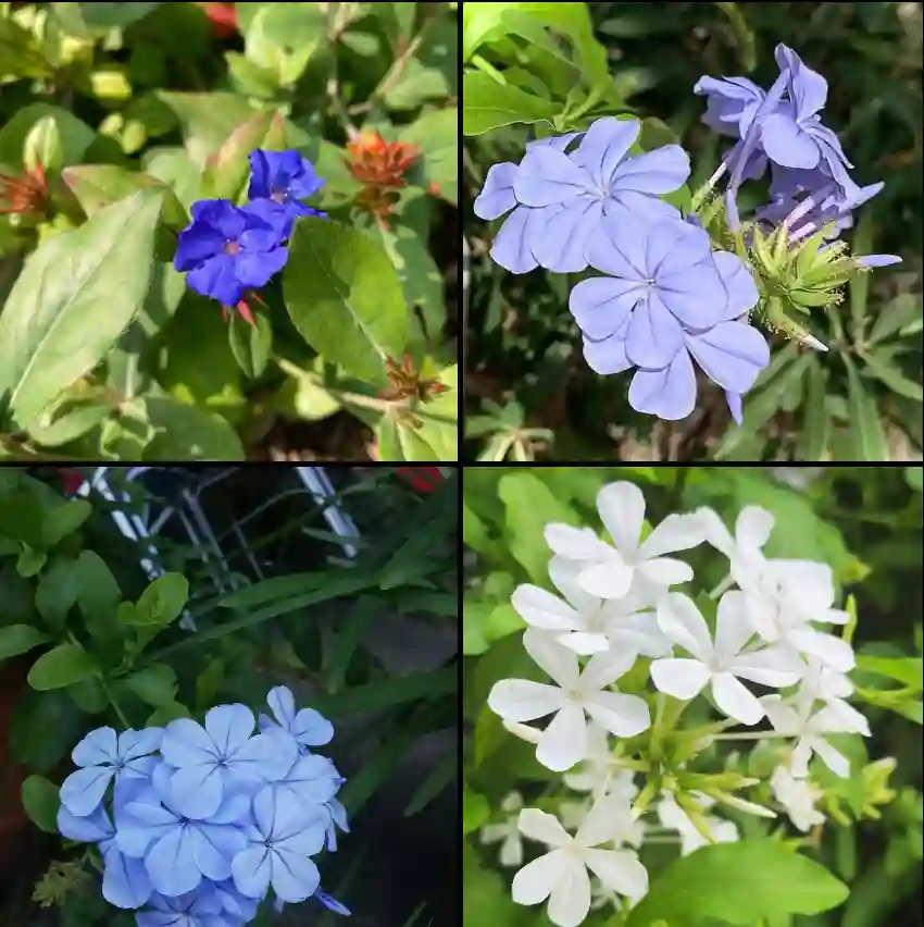 Plumbago