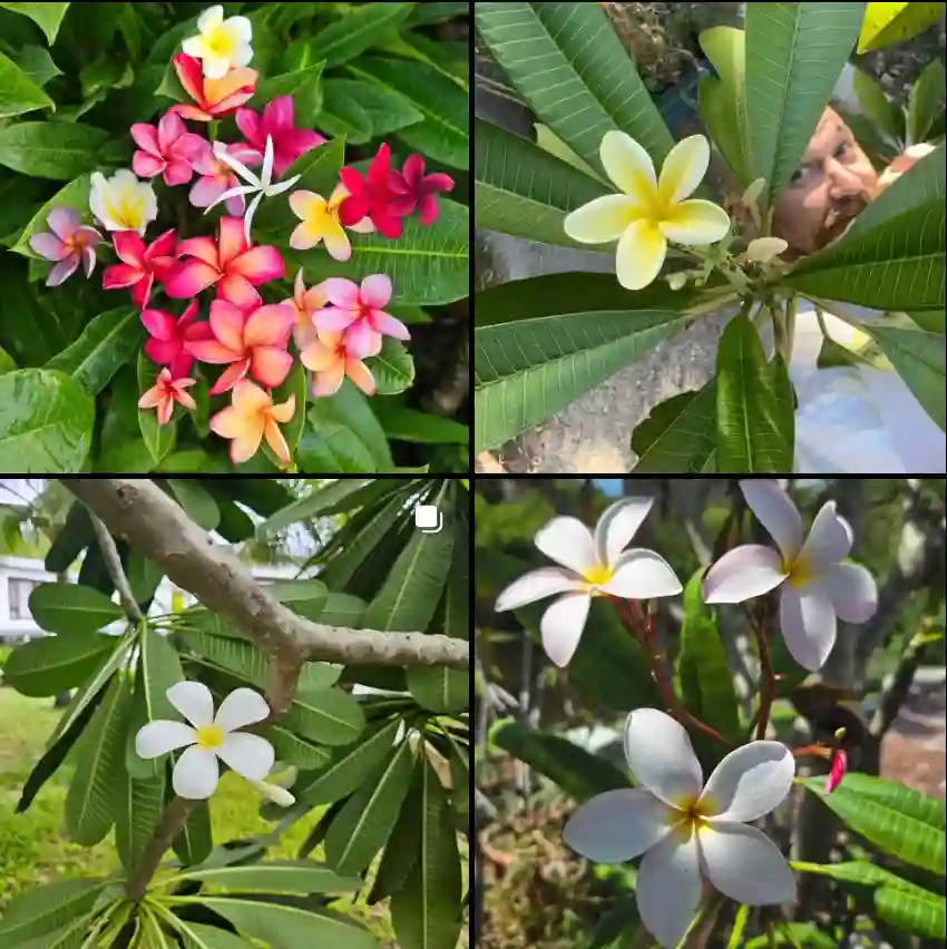 Plumeria