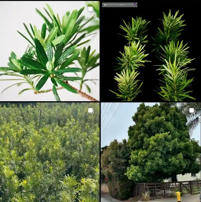 Podocarpus