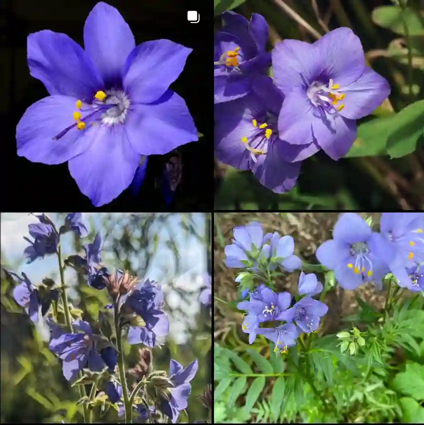 Polemonium