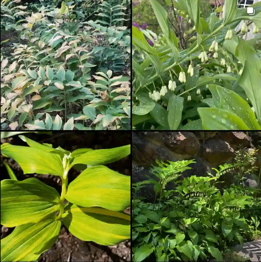 Polygonatum