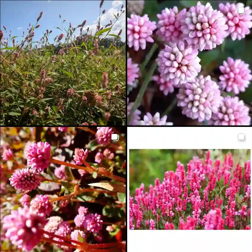 Polygonum