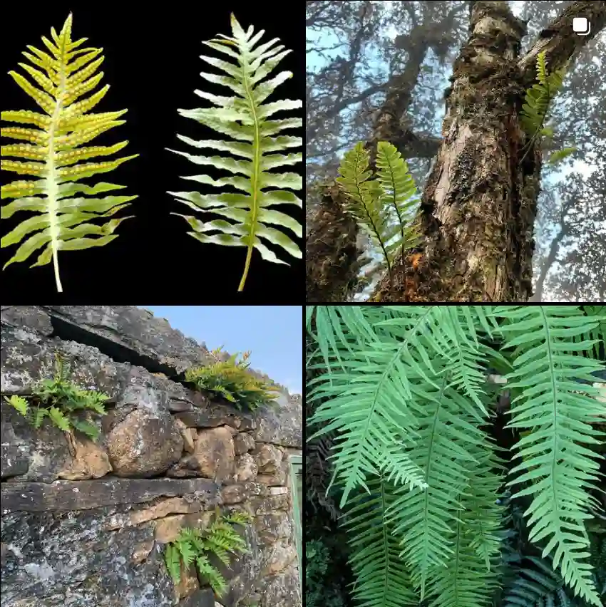 Polypodium